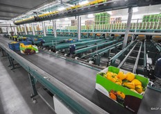 De machine kan meerdere sorteringen paprika's en fust op het zelfde moment afvullen.