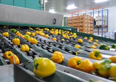 De optische sorteerder bekijkt iedere paprika en bepaalt het exacte gewicht, de maat, kleur en vorm.