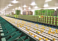 De Greefa-sorteerder brengt de juiste paprika's naar de juiste uitgang. Zo kom er in iedere doos een egale sortering terecht van bijvoorbeeld 14-160 gram, 160-180 gram, 180-210 gram, of 90-110 millimeter.