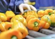 De rollen op de sorteerband zorgen dat de paprika ronddraait en volledig geïnspecteerd kan worden.