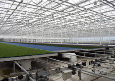 De tafels met cressen in de hoge kas van Koppert Cress, een van de modernste kassen in Nederland