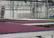 Kleurrijke tafels met cressen