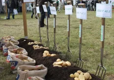 Iedereen wilde op een leuke manier hun aardappelrassen presenteren. Dit is een voorbeeld van Roquette.