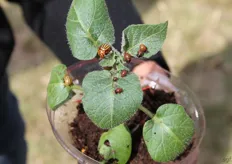 De coloradokever, een veel voorkomende pest. Deze plantjes zijn 5 dagen geleden ingespoten met de middelen van Dupont. De coloradokevers waren net op de plantjes geplaatst.
