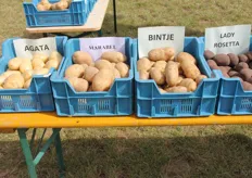 Een aantal van de aardappelrassen van Bart’s Potato Company.