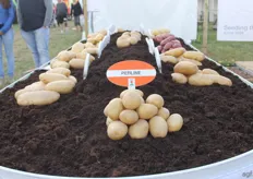 Ook KWS presenteerde hun eigen aardappelrassen.