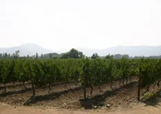 De wijngaard Maipo Valley worden verschillende soorten druiven geteeld. Veel Franse rassen en enkele Chileense rassen.
