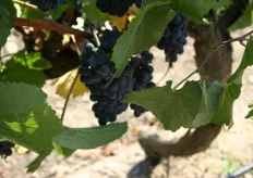 Prachtige trossen perfecte druiven, dankzij goede zorg en een ideaal klimaat.