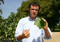 De bedrijfsleider toont het five-angled-leaf, het vijfpuntig blad, van de Pinot Noir druif. Alle druiven worden met de hand geplukt.