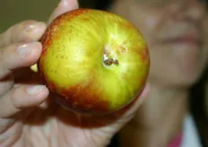 Een kwaliteitscontroleur toont ons zijn vondst. De partij waaruit deze appel afkomstig is wordt afgekeurd en de appel gaat naar het laboratorium voor verdere inspectie.