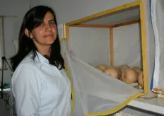 Medewerkster van het laboratorium laat de kweek van schimmels op meloenen zien.