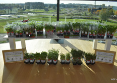 De Belgische kruidenproducent Vegabel had een breed assortiment bio-kruiden meegenomen, variërend van huacatay, ananasmunt, champignonblad en stevia.