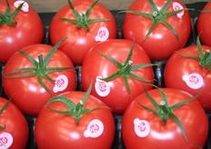 Pink tomato van de Vlam