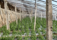 In alle kassen in dit gebied worden tomaten geproduceerd