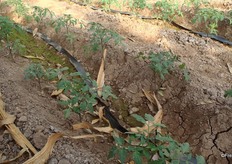 Het irrigatie-systeem