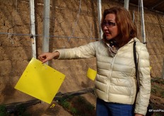 Gewasbescherming: lijmvallen