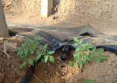 De planten staan in de grond