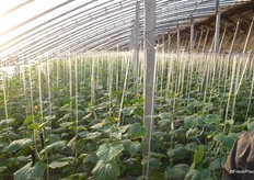 Ook hier de kenmerkende solar-kassen