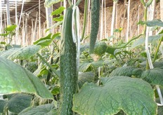 Stekelige komkommers!