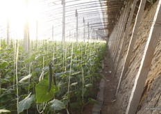 Ook hier neemt de muur overdag warmte op en zorgt dit in de nacht voor een warmer klimaat