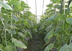 Stekelige komkommerrassen