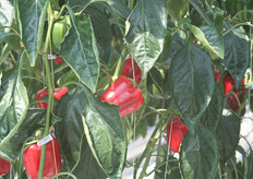 "Bij kwekerij "De Wieringermeer" hangen prachtige paprika's. Het is Ferrari van Enza Zaden."