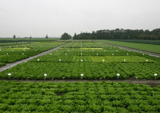 Rijk Zwaam heeft een uitgebreid assortiment vollegrondsgroenten staan op het proefveld in Fijnaart.
