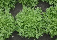 Deze krulandijvie introduceert Rijk Zwaan volgend seizoen. De krulandijvie combineert haar gewicht met sterkte op de rand.