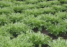 De krulandijvie wordt twee keer per seizoen gezaaid en geplant.