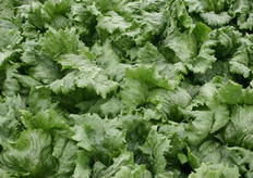 "Ook deze 'robuuste sla wil Rijk Zwaan volgend seizoen introduceren. Proefveldcoördinator Arno van Oers heeft hoge verwachtingen van dit slaras."Het is een oogstzeker ras, het gehele jaar goed en sterk op schot en rand."