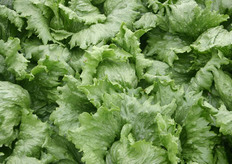 Als één van de weinige slarassen is deze meeldauwresistent. Ook is het ras slaluisresistent