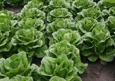 De Bindsla of Romeinse sla neemt volgens Arno van Oers toe in populariteit en wordt vooral door buitenlanders veel gegeten. De sla kenmerkt zich door zijn grote bladeren en lekkere smaak. De bindsla wordt verkocht in de categorieën groot, medi en mini, maar vooral de middelste wordt goed verkocht.