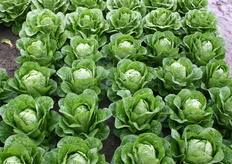 "Vijf jaar geleden hadden wij nog 50 rassen kropsla en 15 bindsla. Inmiddels is dat omgedraaid", vertelt Arno van Oers."