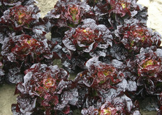 "Deze nieuwe rode sla wordt nog nergens geteeld, maar Arno van Oers verwacht dat ze er mee zullen komen. "We vragen nu wat de bezoekers ervan vinden."