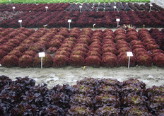 Rode bindsla en lollo rossa.