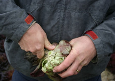 Arno snijdt de sla open.