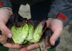 "Kijk, de 'Salanova' snijd je in één keer." Volgens Arno van Oers is Nederland hierin nog een beetje afwachtend. "De ontwikkelingen gaan door."
