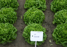 "De groene multileaf Salanova is volgens Arno van Oers een ideale gemakssla. "Eén keer snijden klaar."