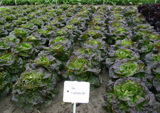 De 'Cegolaine' is zowel rood als groen van blad.