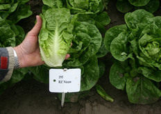 "Deze minicos is ideaal voor alleenwonenenden", zegt Arno van Oers."