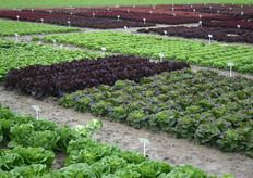Op de bordjes bij de gewassen staan de gradaties in de introductie van het ras.