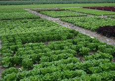 De verschillende slarassen.