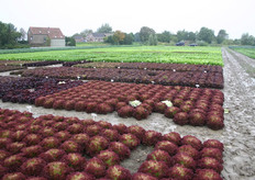 Vers van het land. Zelfs proeven is mogelijk tijdens de demodagen van Rijk Zwaan.