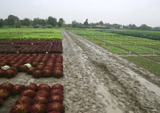 Het demoveld was behoorlijk natgeregend tijdens de rondleiding.