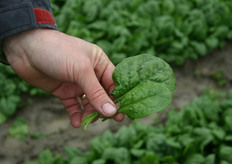 Arno van Oers laat zien dat de spinazieblaadjes niet aan elkaar blijven plakken.