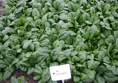 Tijdens de demodagen van Rijk Zwaan wordt er gekeken of er behoefte is aan deze rassen. Wanneer die er is, is de kans groot dat dit spinazieras wordt geïntroduceerd.