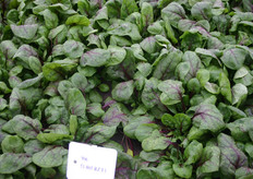 Deze spinazie is goed te herkennen aan de rode nerven op het blad.