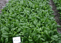 Het spinazieras 'Squirrel'