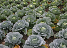 Een deel van het koolassortiment van Rijk Zwaan.