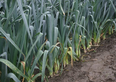 Rijk Zwaan verwacht volgend jaar meer preirassen te verkopen. Met name op zandgronden doet de prei het goed.